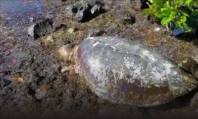 Anse-Jonchée : la tortue aurait été tuée par un requin, selon le ministère de la Pêche 