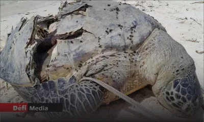 Deux tortues de mer retrouvées mortes en dix jours : le ministère de la Pêche enquête