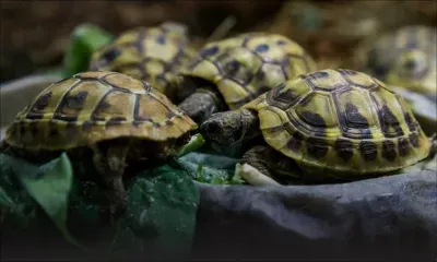 Vente en ligne, une menace pour les animaux sauvages