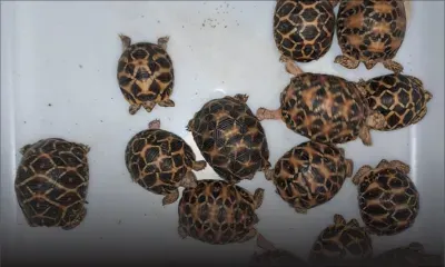 Vingt bébés tortues saisis à l'aéroport de Plaisance