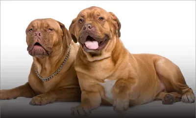 Blanchiment d'argent de la drogue : l'Icac veut en savoir plus sur les molosses des trafiquants