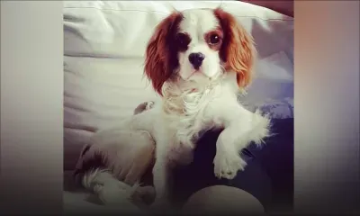 Calodyne : elle promet une forte récompense pour retrouver son chien