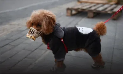 Hong Kong : un chien testé positif au coronavirus placé en quarantaine