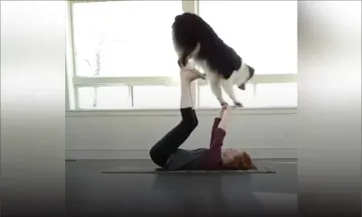 Un toutou prêt à tout !