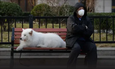 Hong Kong : les animaux domestiques des malades du coronavirus iront en quarantaine
