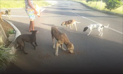Un habitant de Flic-en-Flac lance un appel à la solidarité envers les chiens errants affamés