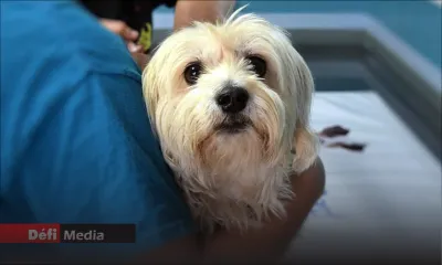 MSAW : La clinique vétérinaire de Rose-Hill opérationnelle à partir de ce mercredi