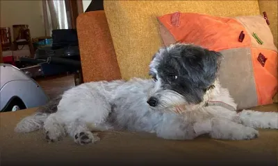 Où est passée Poochinee ?