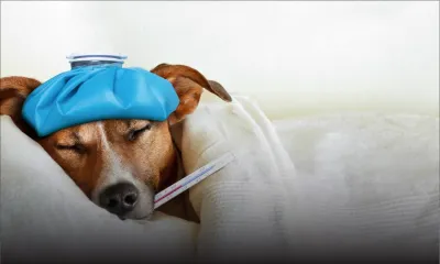 Animal Welfare Act : La Law Reform Commission propose des amendements 