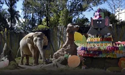 Trompita, éléphante star au Guatemala, souffle ses 57 bougies