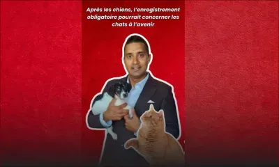 Après les chiens, l’enregistrement obligatoire pourrait concerner les chats à l’avenir