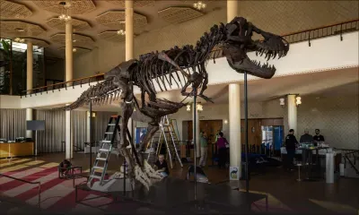 Un squelette de T-Rex exposé à Zurich avant sa vente aux enchères