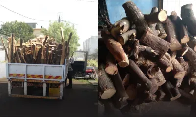Trafic de bois de santal: plusieurs tonnes de ce bois protégé saisies à Pailles 