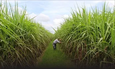 Prévision : vers une production de 250 000 tonnes de sucre cette année 