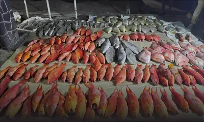 Saisie de 405 kg de poissons à Grand-Baie : deux marins malgaches positivement identifiés