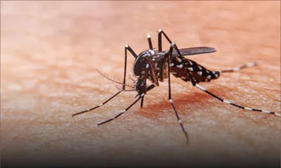 Dengue : 20 cas actifs à Maurice 