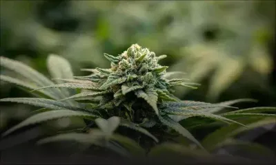 Singapour: la famille d'un condamné à mort pour 1 kg de cannabis appelle à la clémence