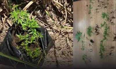 Près de Poste-de-Flacq : une cinquantaine de plants de cannabis déracinés