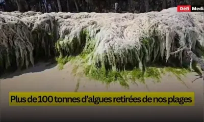 Plus de 100 tonnes d’algues retirées de nos plages 