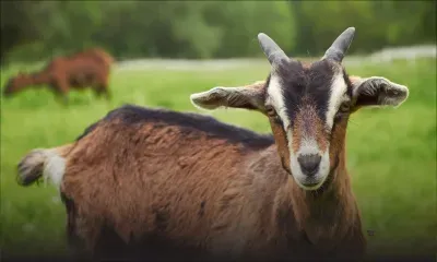 Un cas de pleuropneumonie contagieuse bovine détecté à Maurice