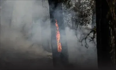 Feux de forêt en France : plus de 7.000 hectares brûlés en Gironde
