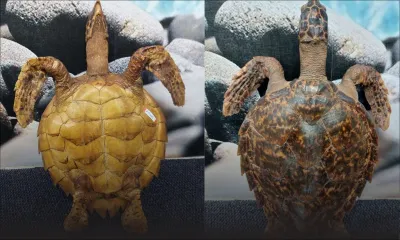 Il risque une amende de Rs 500 000 pour avoir tenté de vendre une tortue de mer empaillée