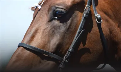Hippisme : fermeture de l'écurie Merven