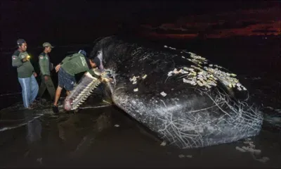 Un troisième grand cétacé retrouvé mort échoué sur une plage de Bali