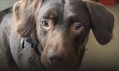 [Insolite] Royaume-Uni : Un chien accro à l’alcool traité en urgence