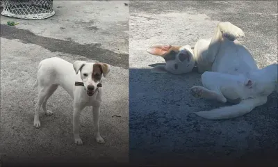 Aidez Pupuce à retrouver sa famille