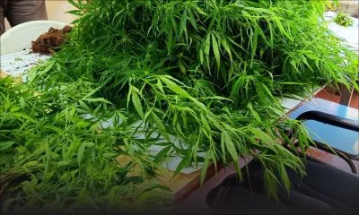 Rivière-Noire: 2 500 plants de cannabis déracinés