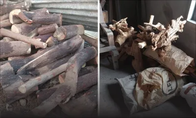 Goodlands : plus d’une tonne de bois de santal saisie dans une maison, un suspect interpellé