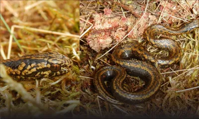 Pérou: un serpent "Harrison Ford" découvert dans la forêt amazonienne