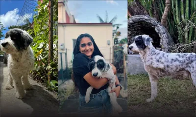 Aidez Mégane à retrouver Luke, le griffon à trois pattes 