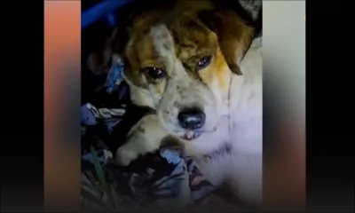 Un chien agressé à coups de sabre : Pretty Saachi plaide pour des lois plus sévères