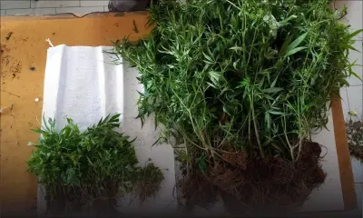 Plaine-Champagne : 360 plants de cannabis déracinés