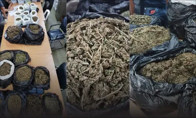 Petite-Rivière : La Flying Squad déterre 20 kilos de cannabis valant Rs 20 millions