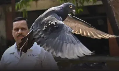 Inde : un pigeon, espion présumé, relâché après avoir été blanchi