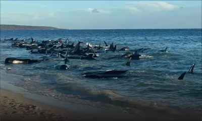 Des dizaines de cétacés s'échouent sur une plage australienne