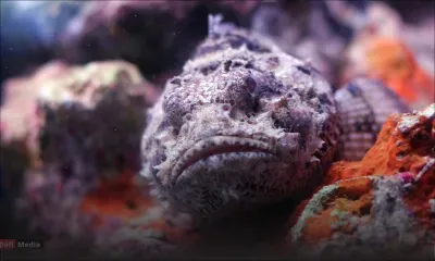 Blue-Bay : la présence de poisson-pierre signalée dans le lagon