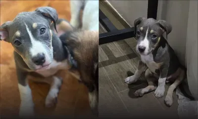 Vol d’un chiot à Ste-Croix : appel pour retrouver Elly, un AmStaff de Rs 35,000