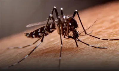 Chikungunya : deux nouveaux cas détectés, sept au total
