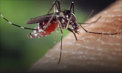 Chikungunya à La Réunion : deux décès confirmés, l’épidémie progresse 