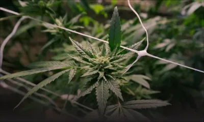 Les hospitalisations liées au cannabis associées à un risque accru de diagnostic de démence dans les cinq ans, selon une étude