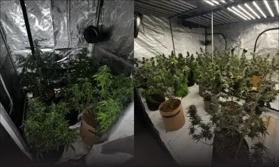 Guibies, Pailles : Rs 2,9 millions de plants de cannabis découverts dans une maison