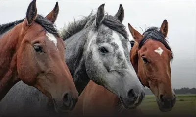 167 chevaux soumis à des tests antidopage en amont de la saison hippique
