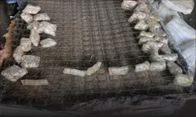 Opération de la CANS : du cannabis d’une valeur de Rs 8,2 millions découvert dans trois matelas