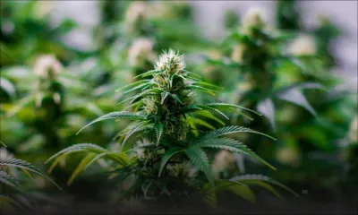 Cannabis : dépénalisation et légalisation... le débat s’invite dans Au Cœur de l’Info  