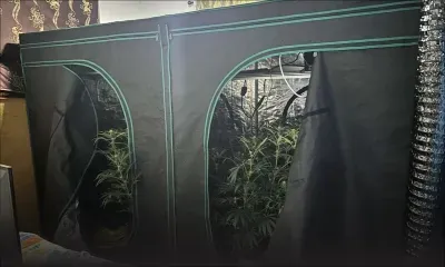 Baie-du-Tombeau : Découverte d’une culture de cannabis estimée à Rs 4,5 millions 