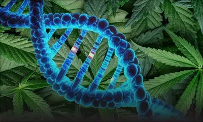 Une vaste étude génétique établit un lien entre la consommation de cannabis et la santé mentale, cognitive et physique